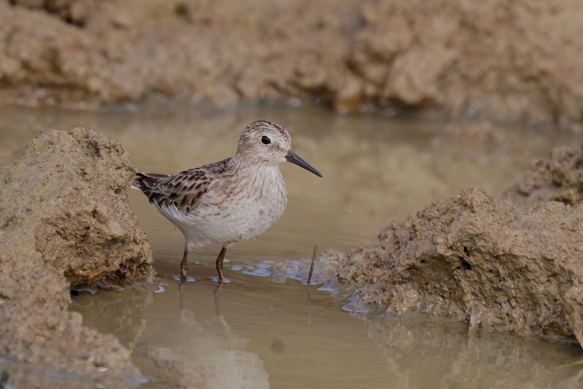 pygmésnipe - ML620624086