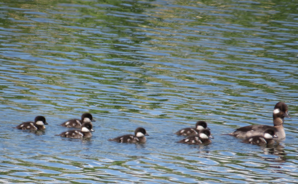 Bufflehead - ML620624089