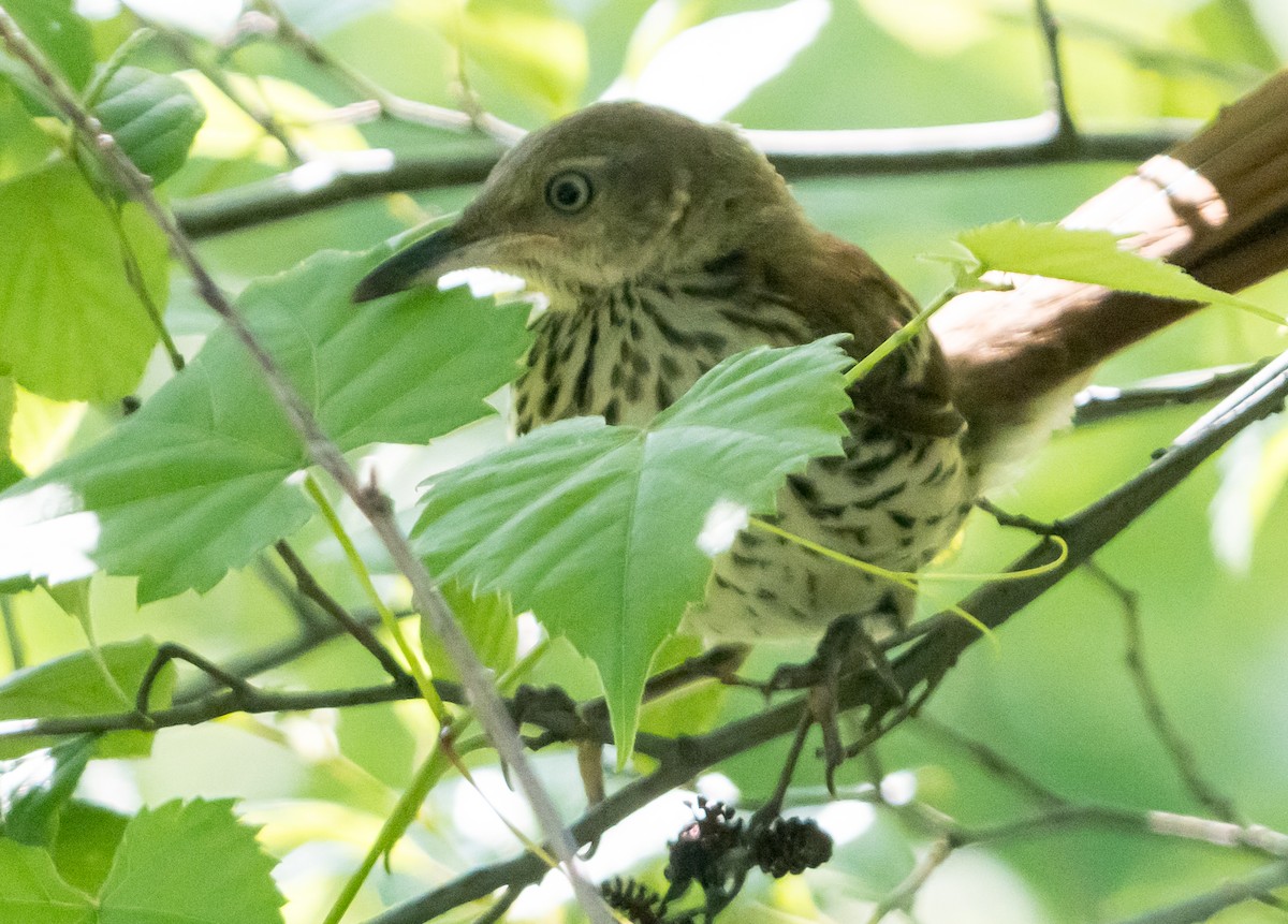 Brown Thrasher - Gregg Petersen