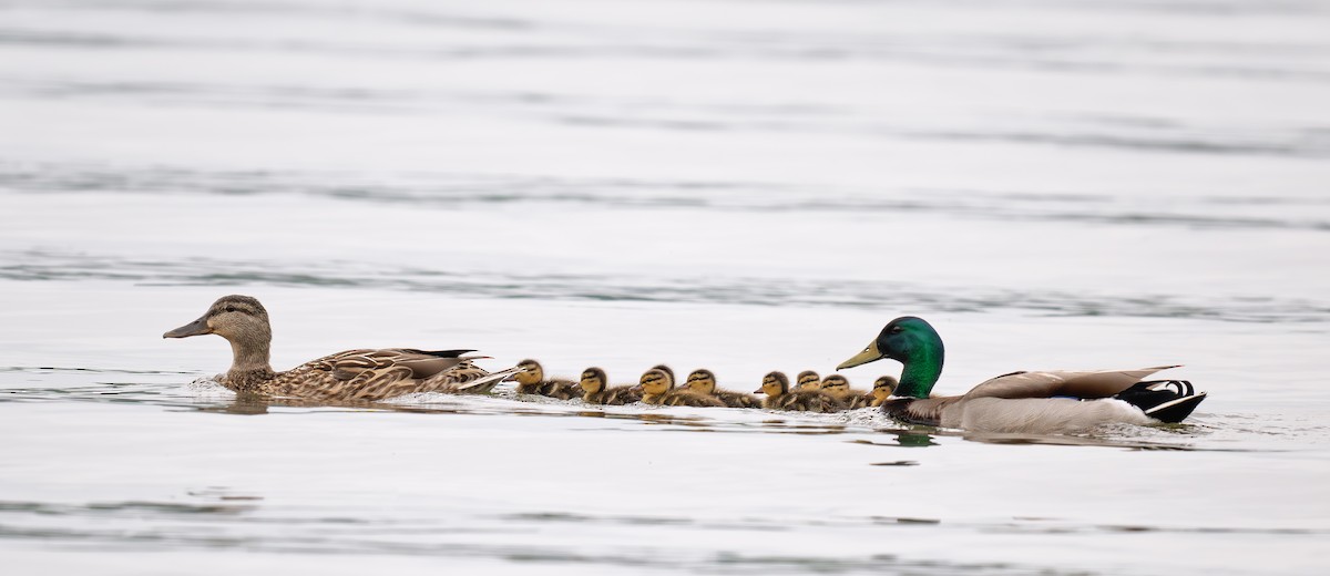 Canard colvert - ML620624096