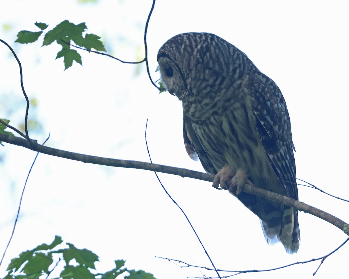 Barred Owl - ML620624097