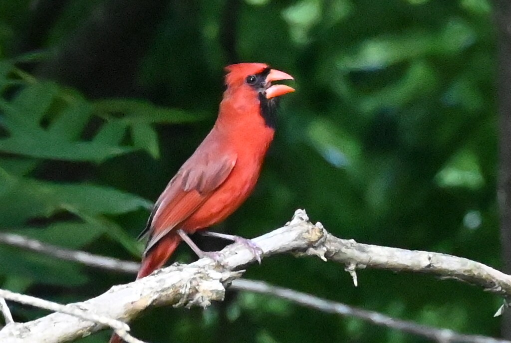 Northern Cardinal - ML620624100