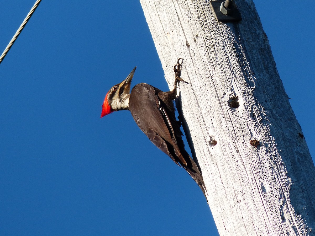 Pileated Woodpecker - ML620624105