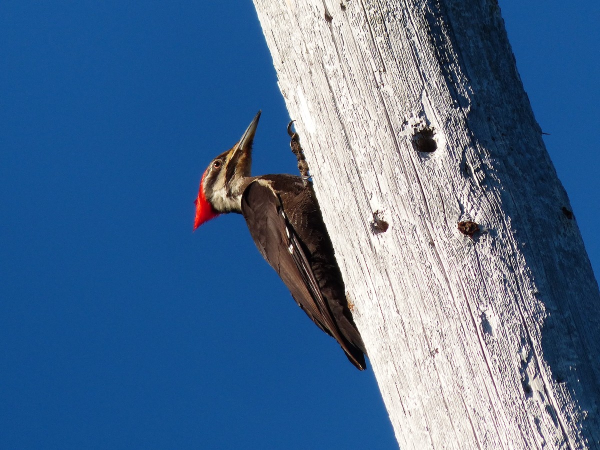 Pileated Woodpecker - Felix Eckley