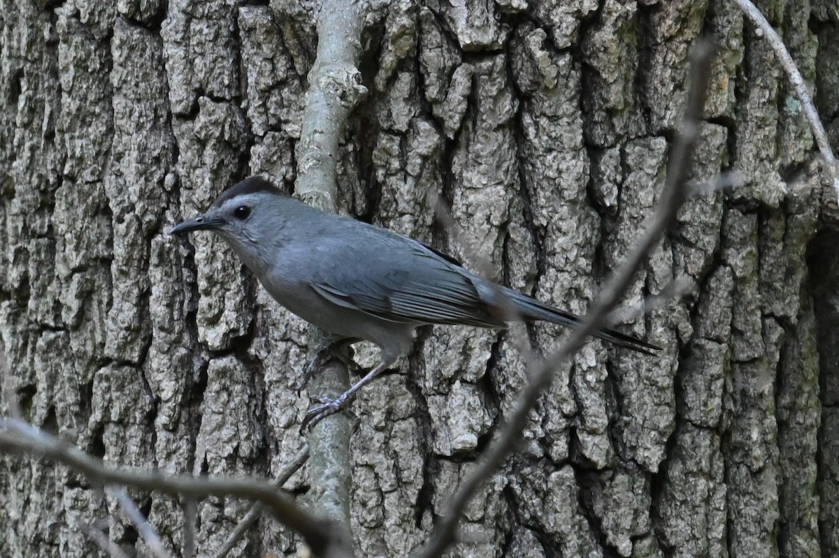 Pájaro Gato Gris - ML620624107