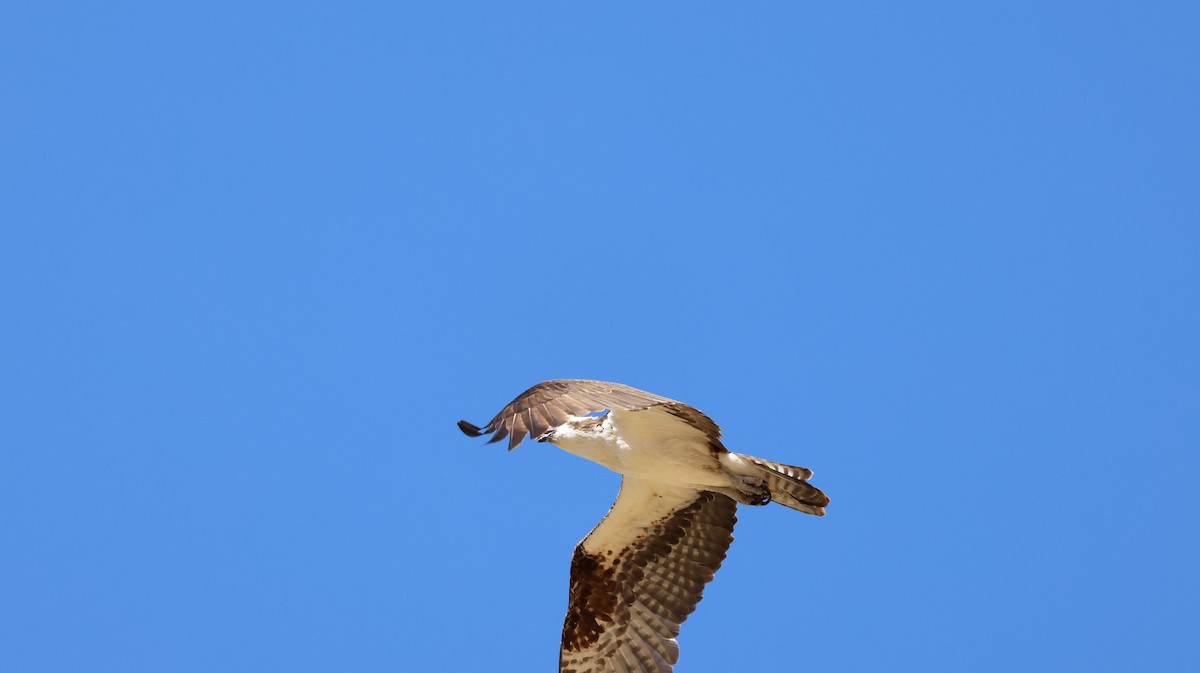 Águila Pescadora - ML620624109