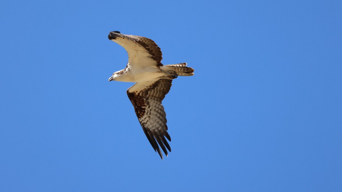 Águila Pescadora - ML620624110