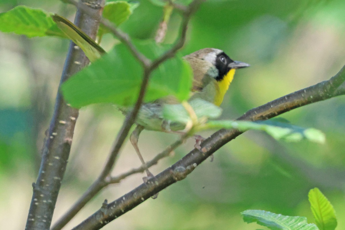 Common Yellowthroat - ML620624114