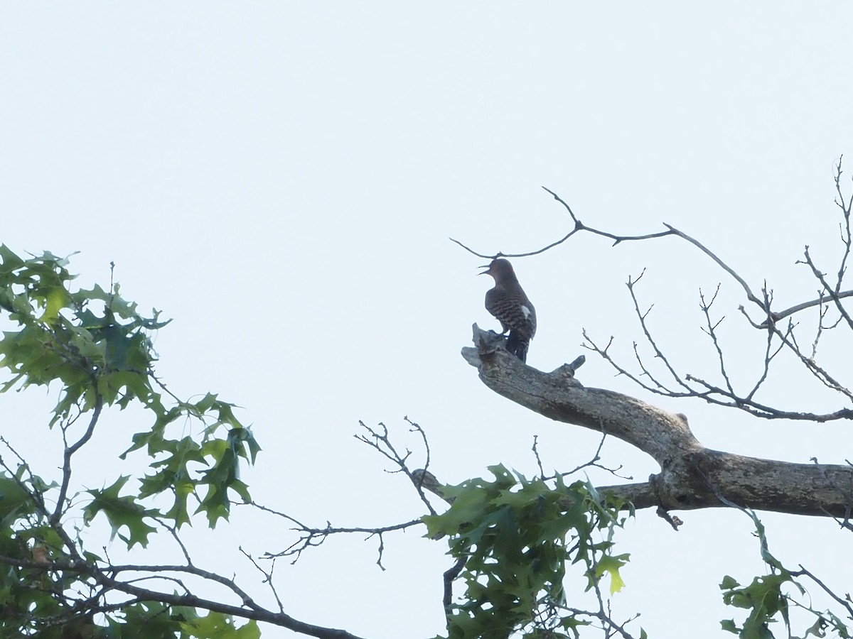 Northern Flicker - ML620624116