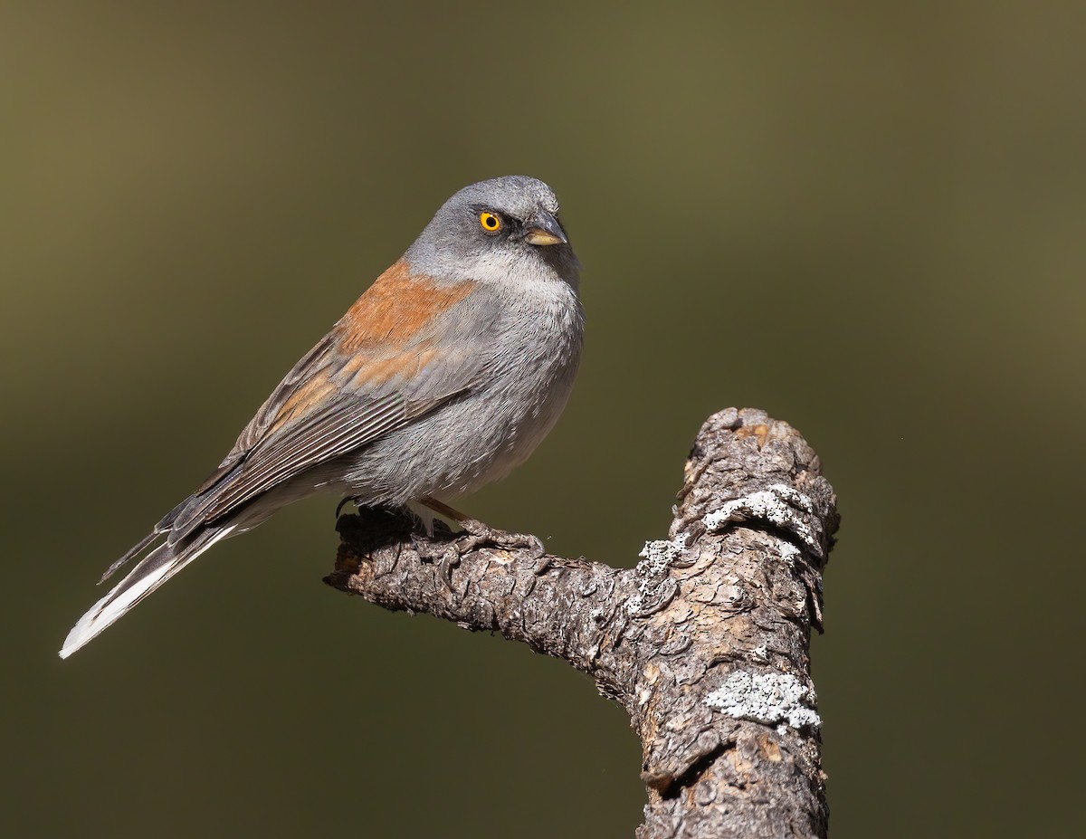 Yellow-eyed Junco - ML620624118