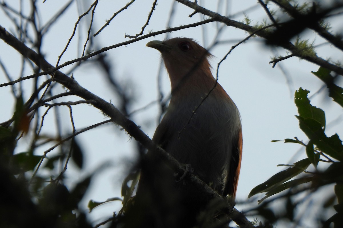 Squirrel Cuckoo (Amazonian) - ML620624119