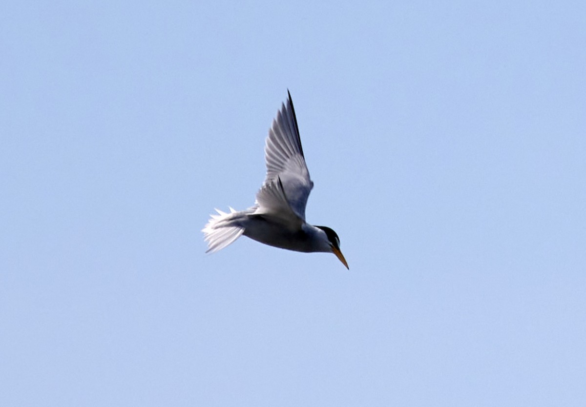 Least Tern - ML620624120