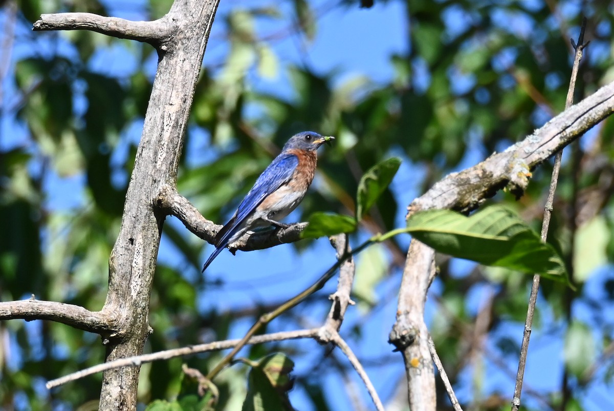 Eastern Bluebird - ML620624123