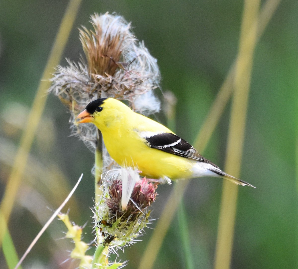 American Goldfinch - ML620624127