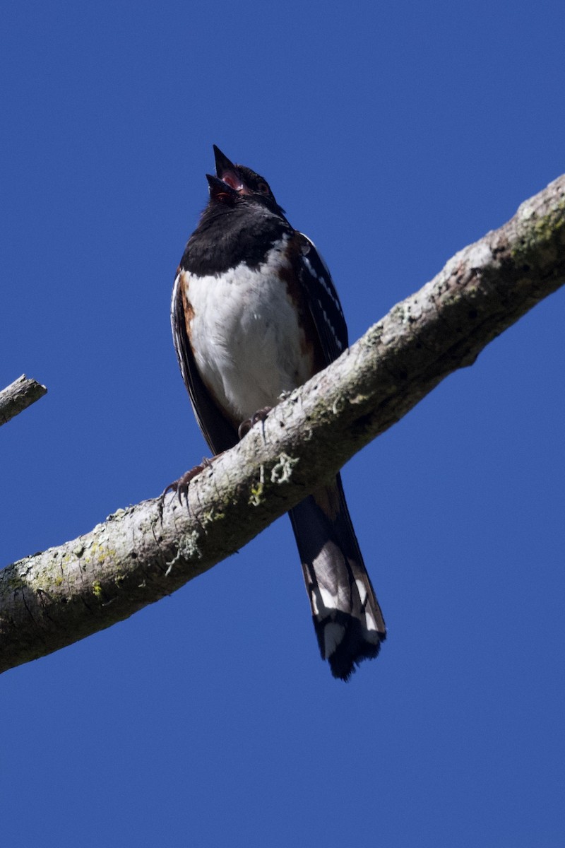 Spotted Towhee - ML620624130