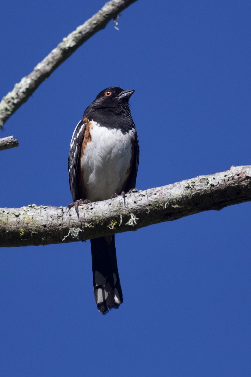 Spotted Towhee - ML620624131