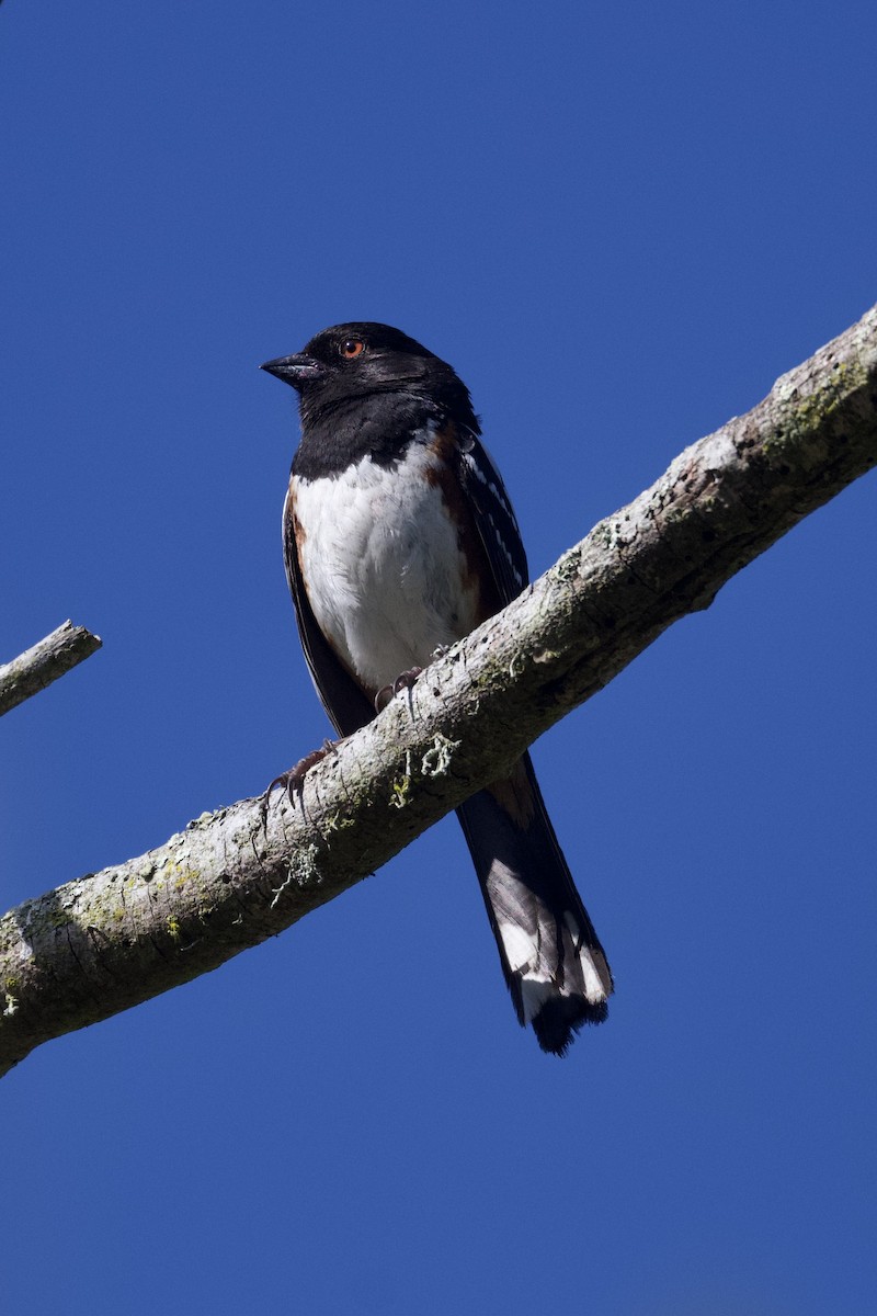 Spotted Towhee - ML620624132