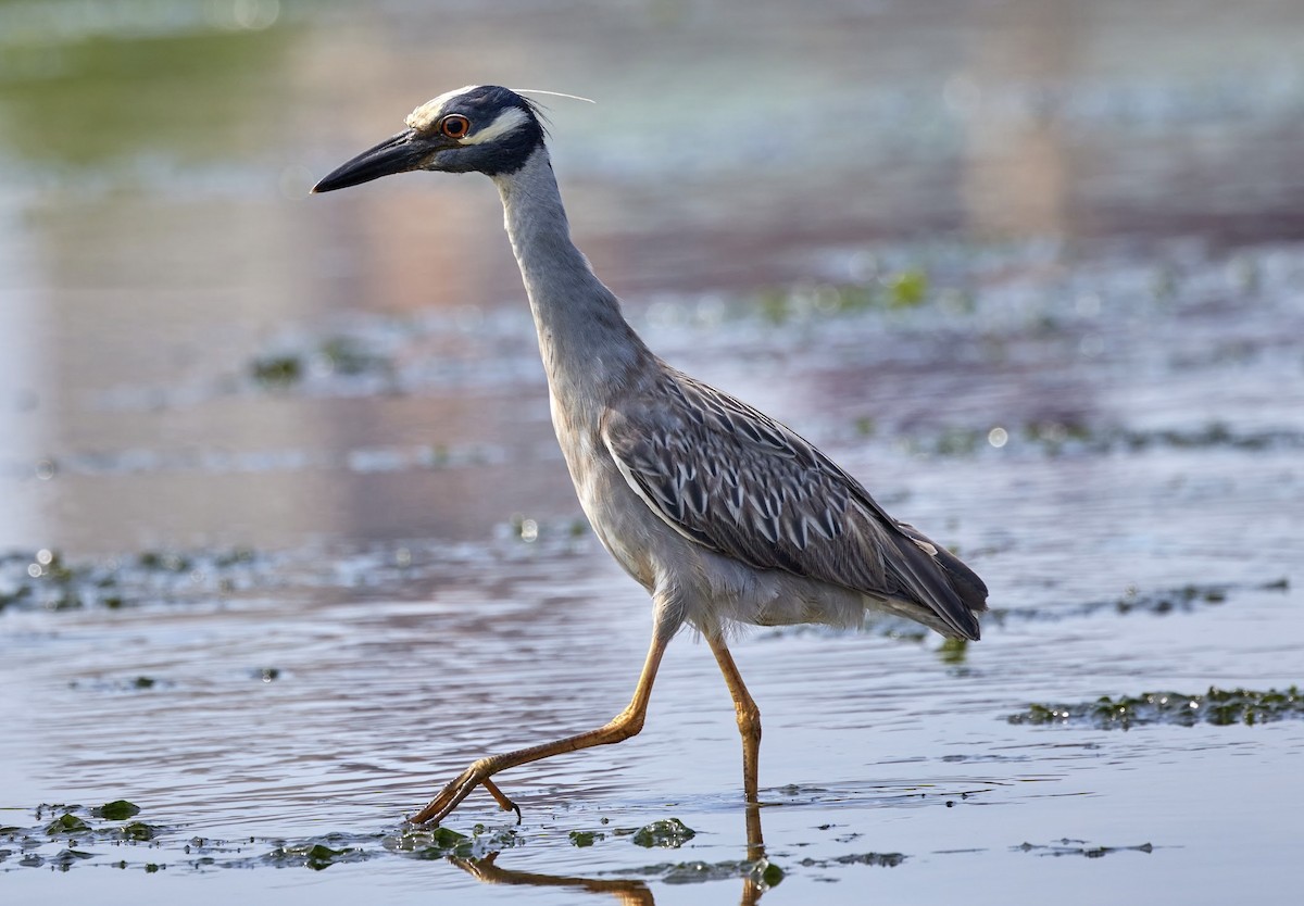 Yellow-crowned Night Heron - ML620624133