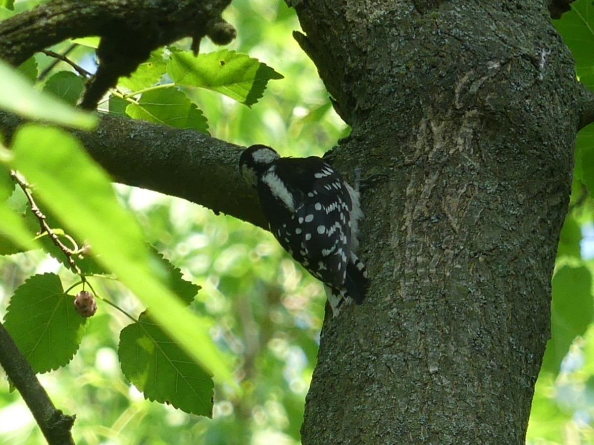 Downy Woodpecker - ML620624135