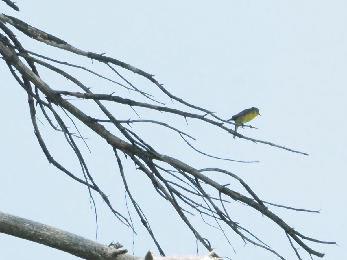 Nashville Warbler - ML620624136