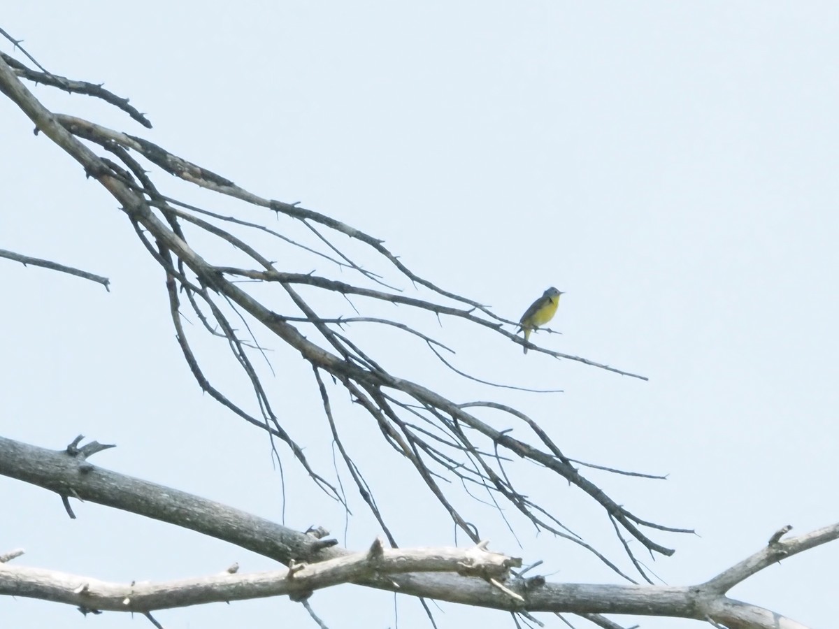 Nashville Warbler - Bob Maddox