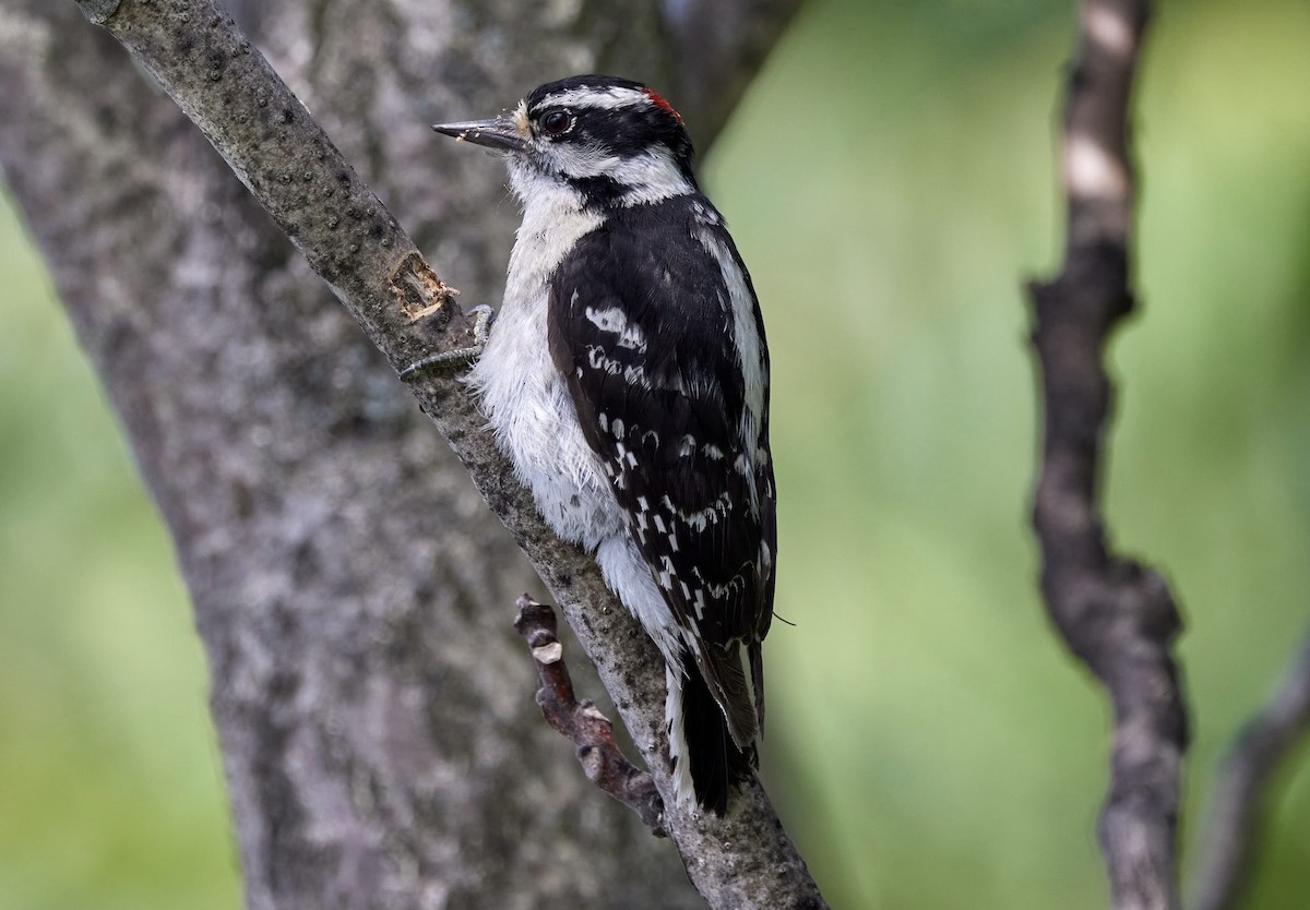 Downy Woodpecker - ML620624140