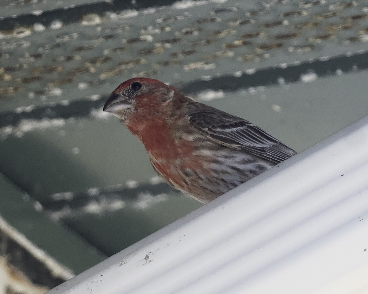 House Finch - ML620624141