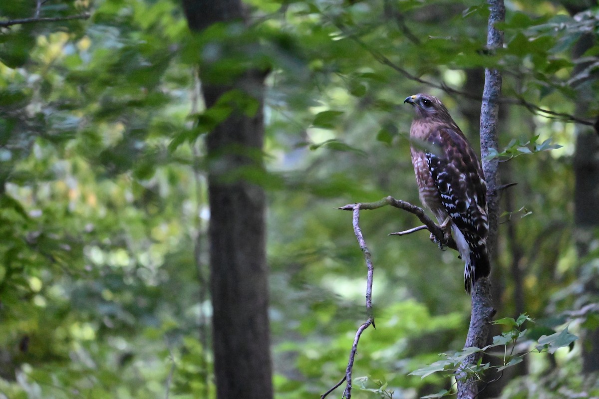 Red-shouldered Hawk - Douglas Wake