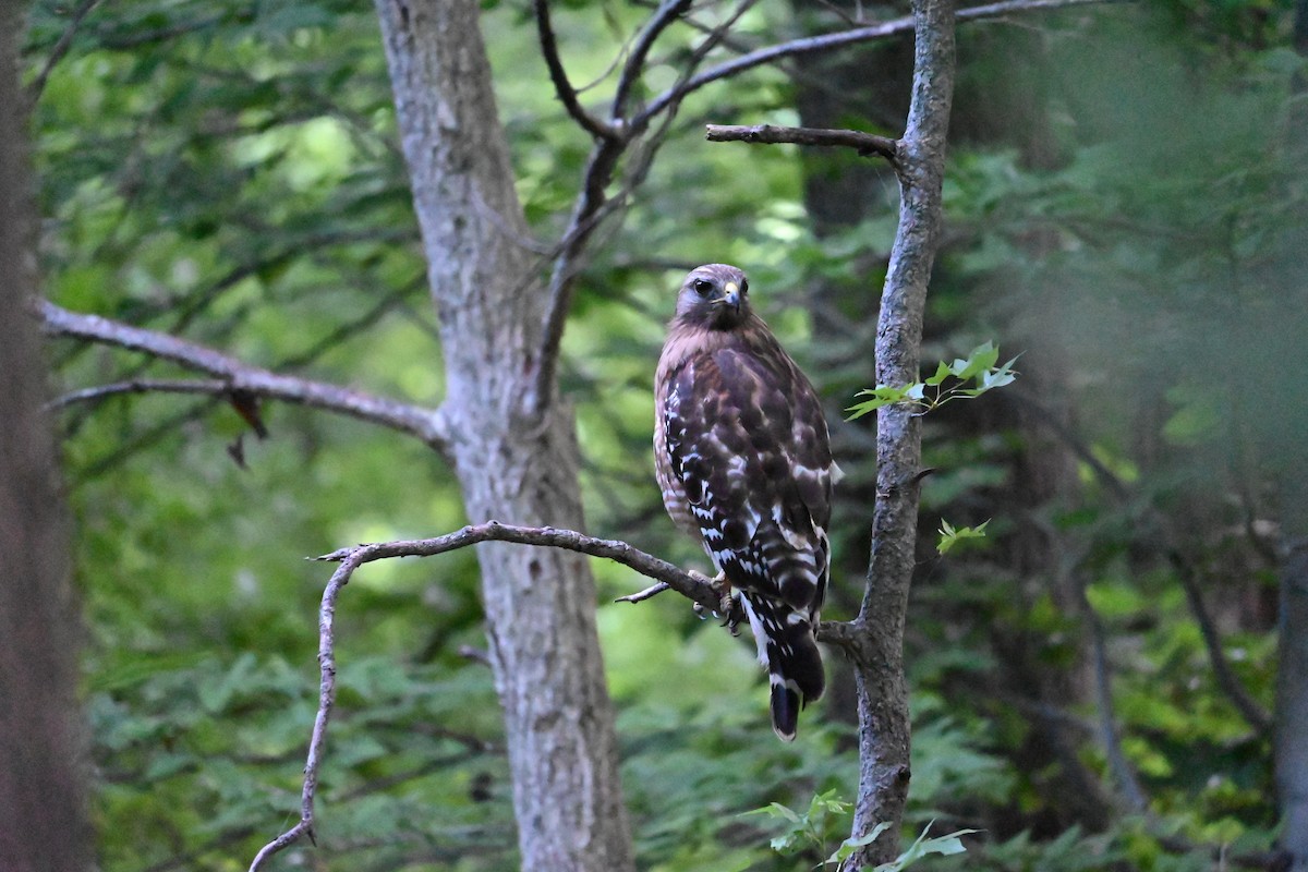 Red-shouldered Hawk - ML620624143