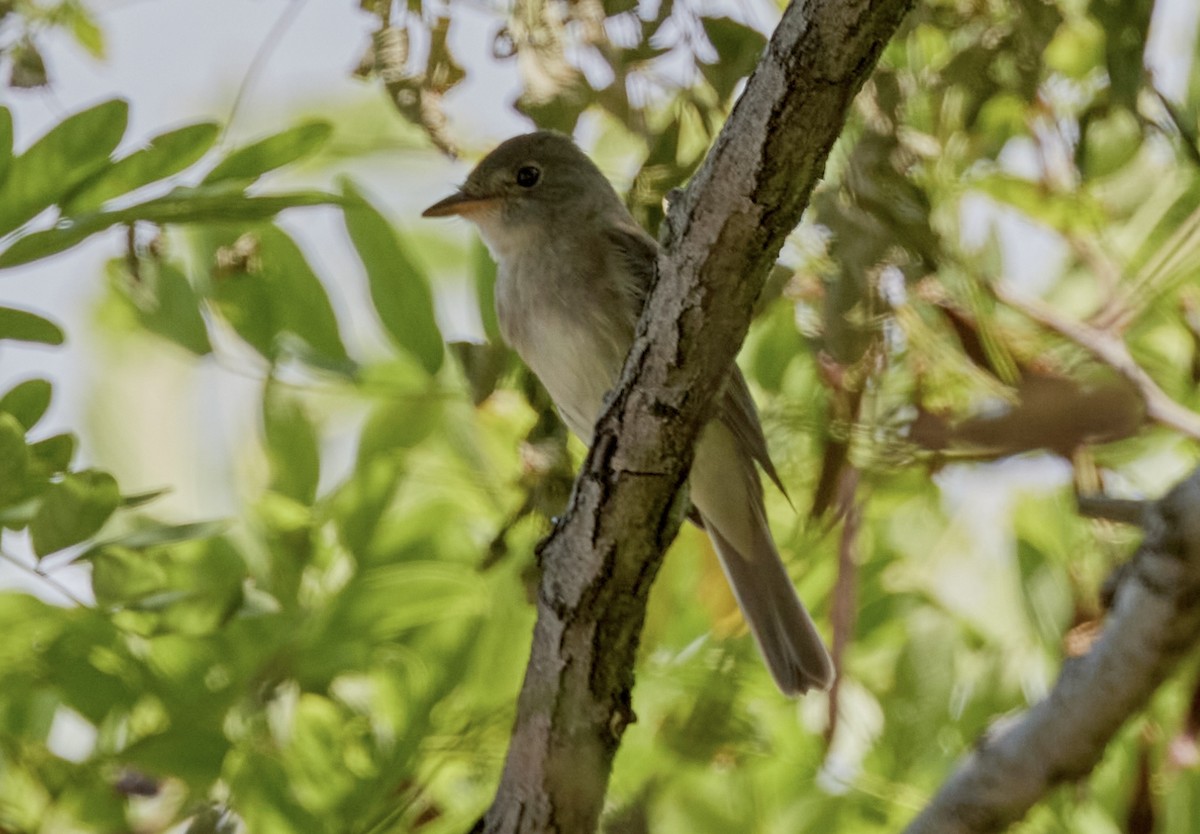 Willow Flycatcher - ML620624144