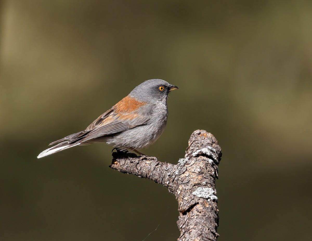 Yellow-eyed Junco - ML620624145