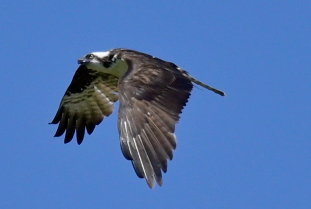 Balbuzard pêcheur - ML620624147