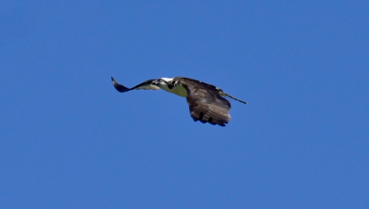 Águila Pescadora - ML620624148