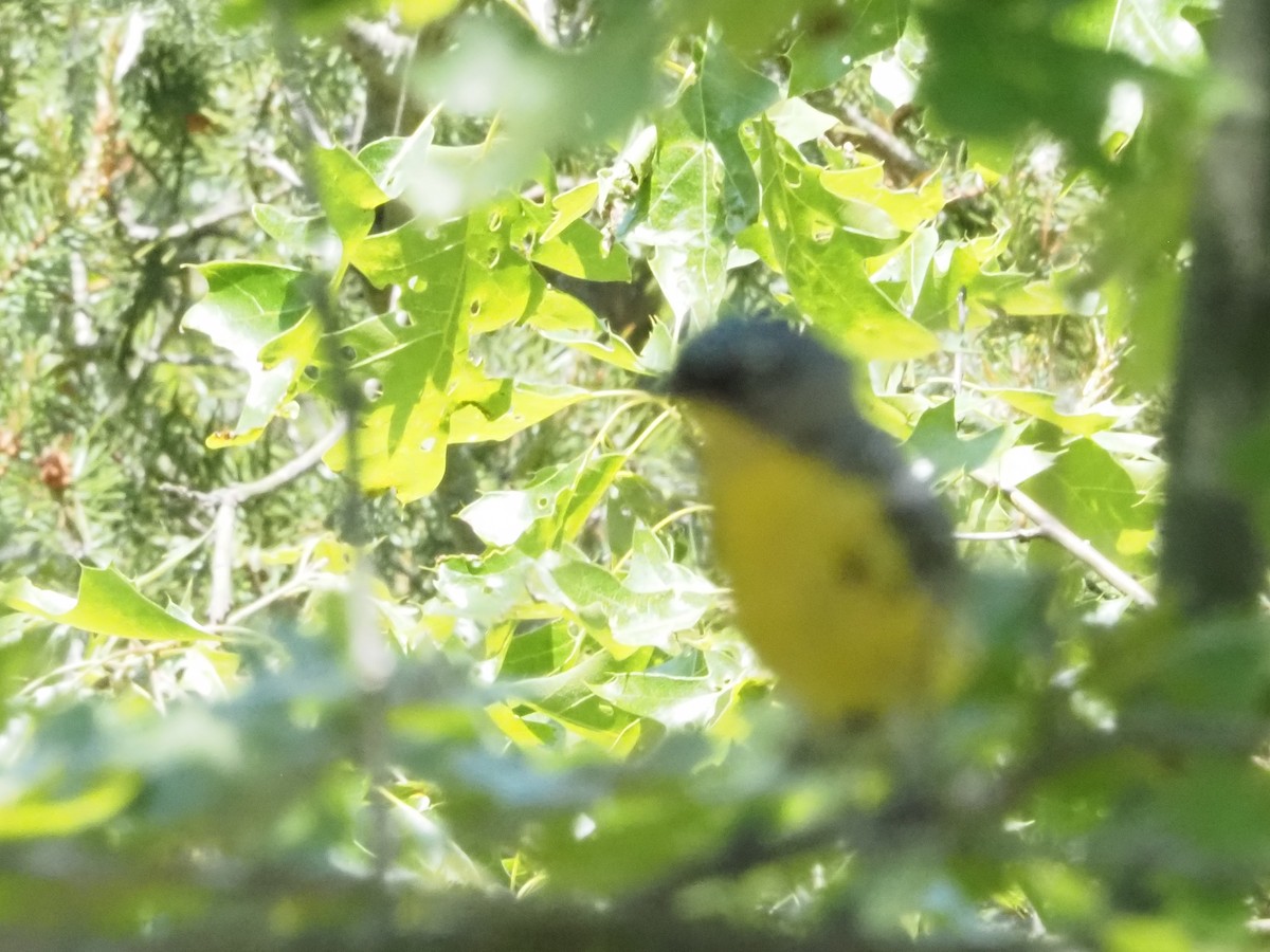 Kirtland's Warbler - ML620624149