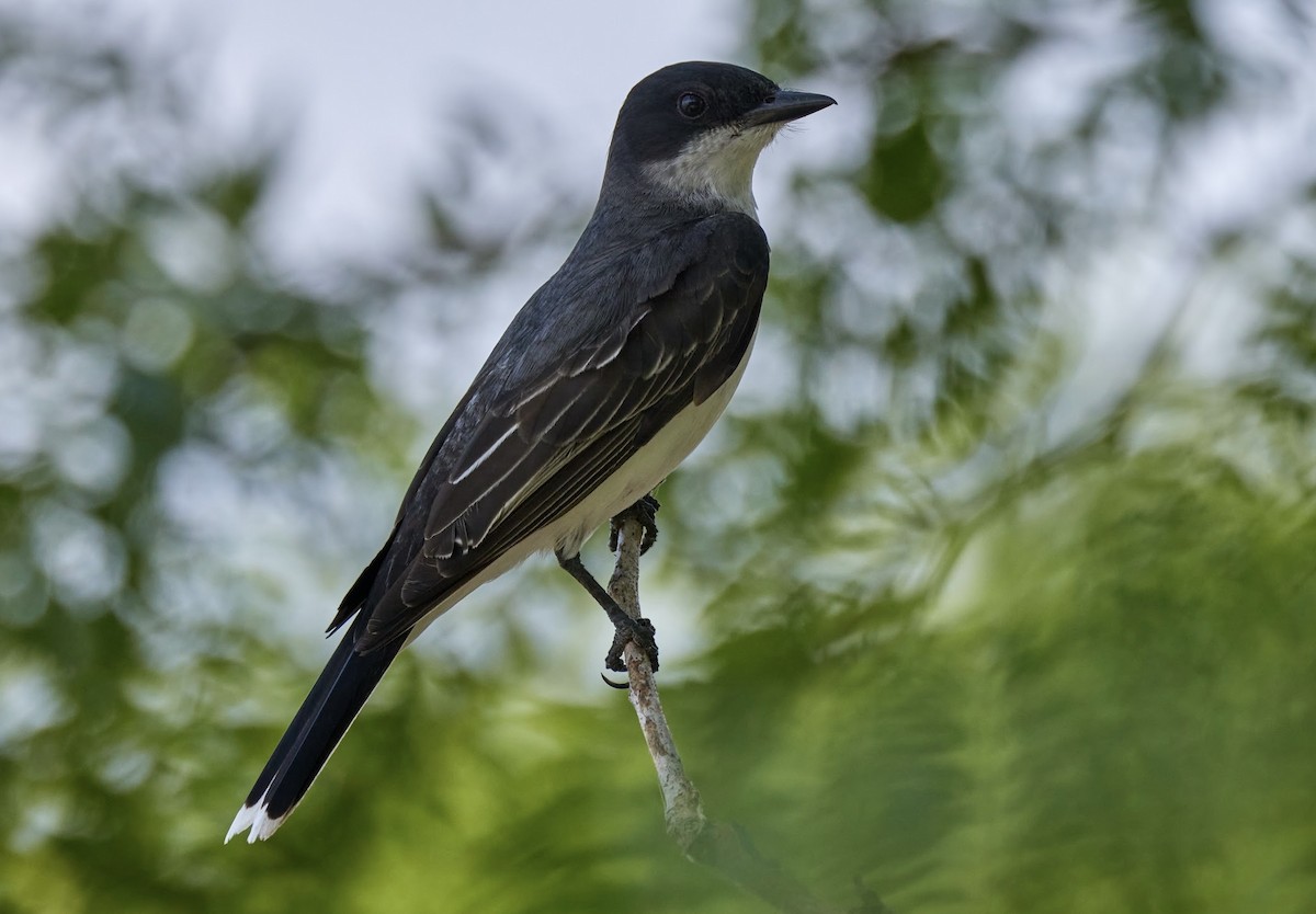 Eastern Kingbird - ML620624150