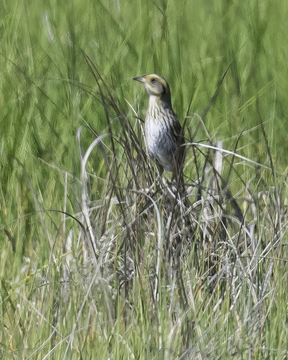 Saltmarsh Sparrow - Stan Deutsch