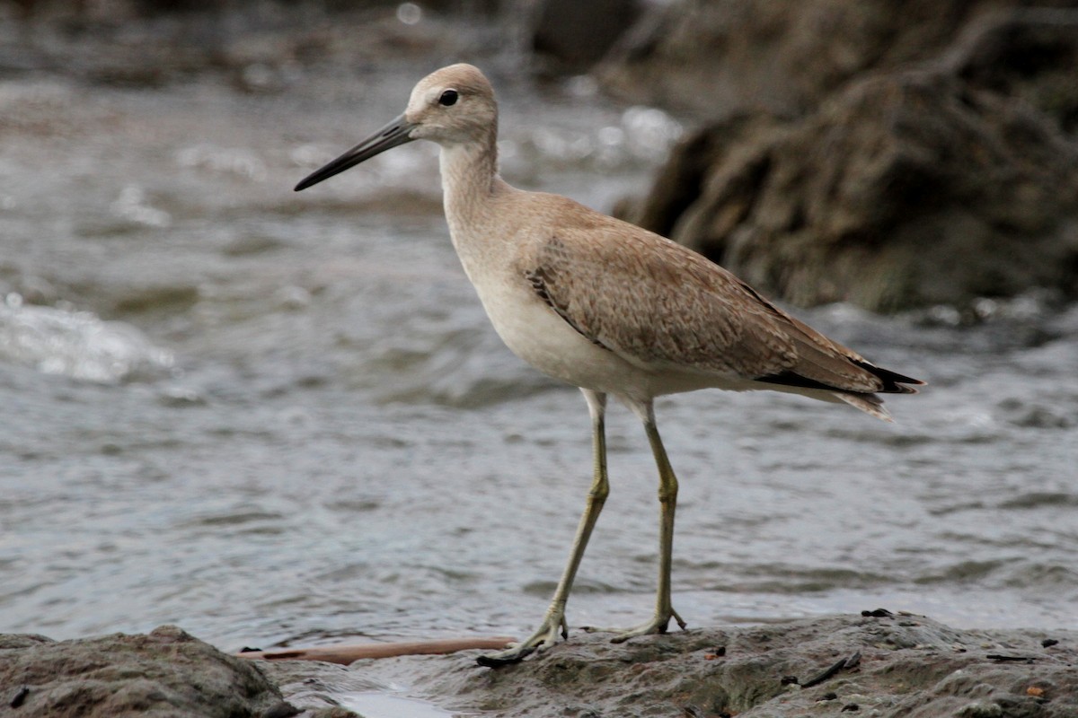 Willet - ML620624153