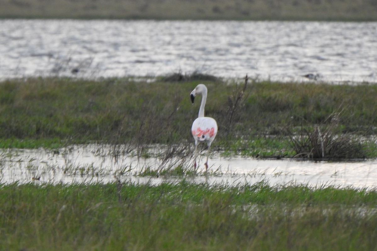 Chilean Flamingo - ML620624154