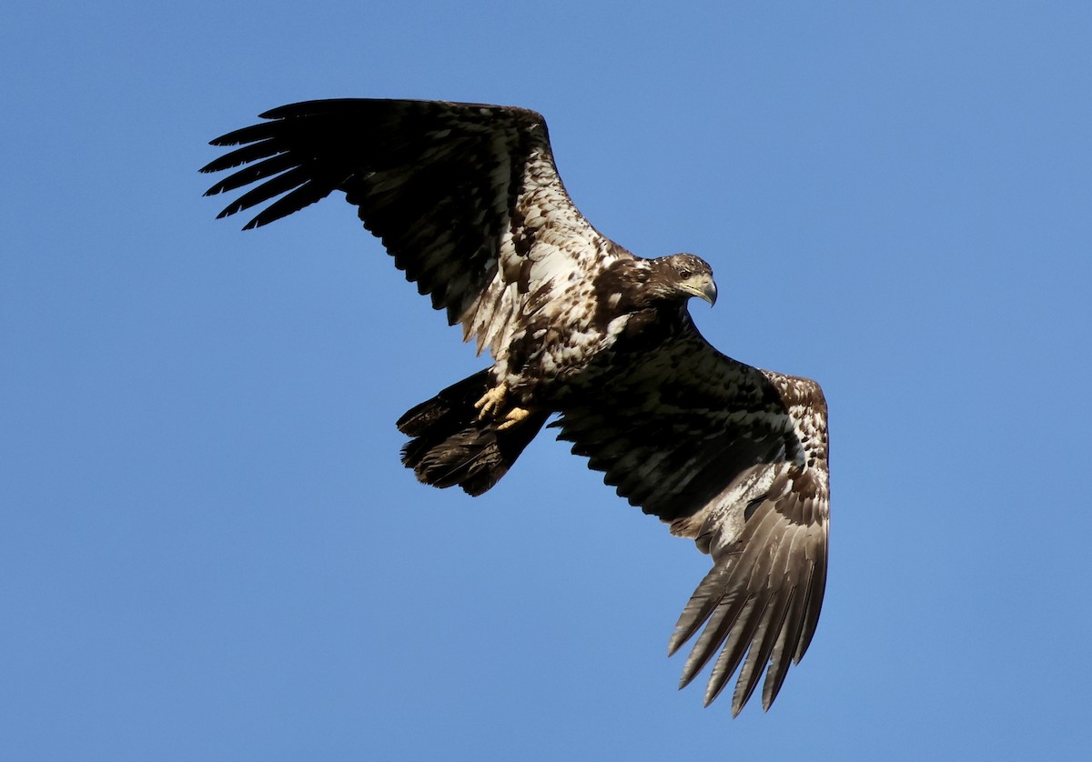 Weißkopf-Seeadler - ML620624155