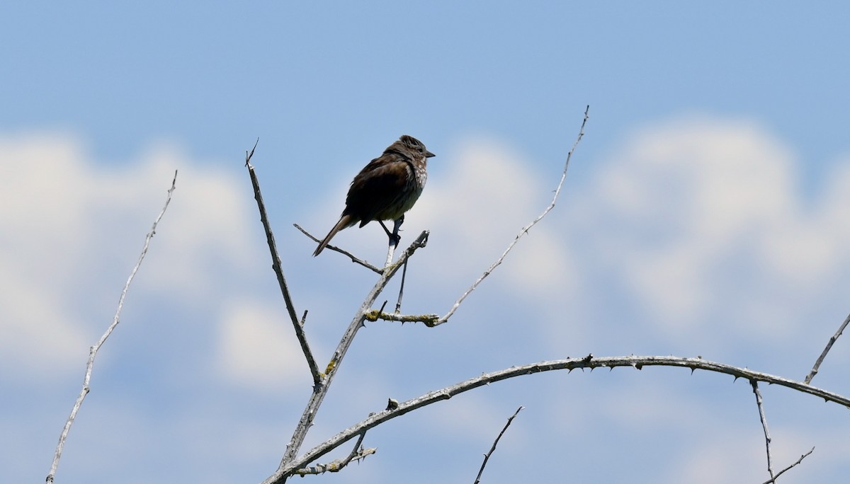 Song Sparrow - ML620624158