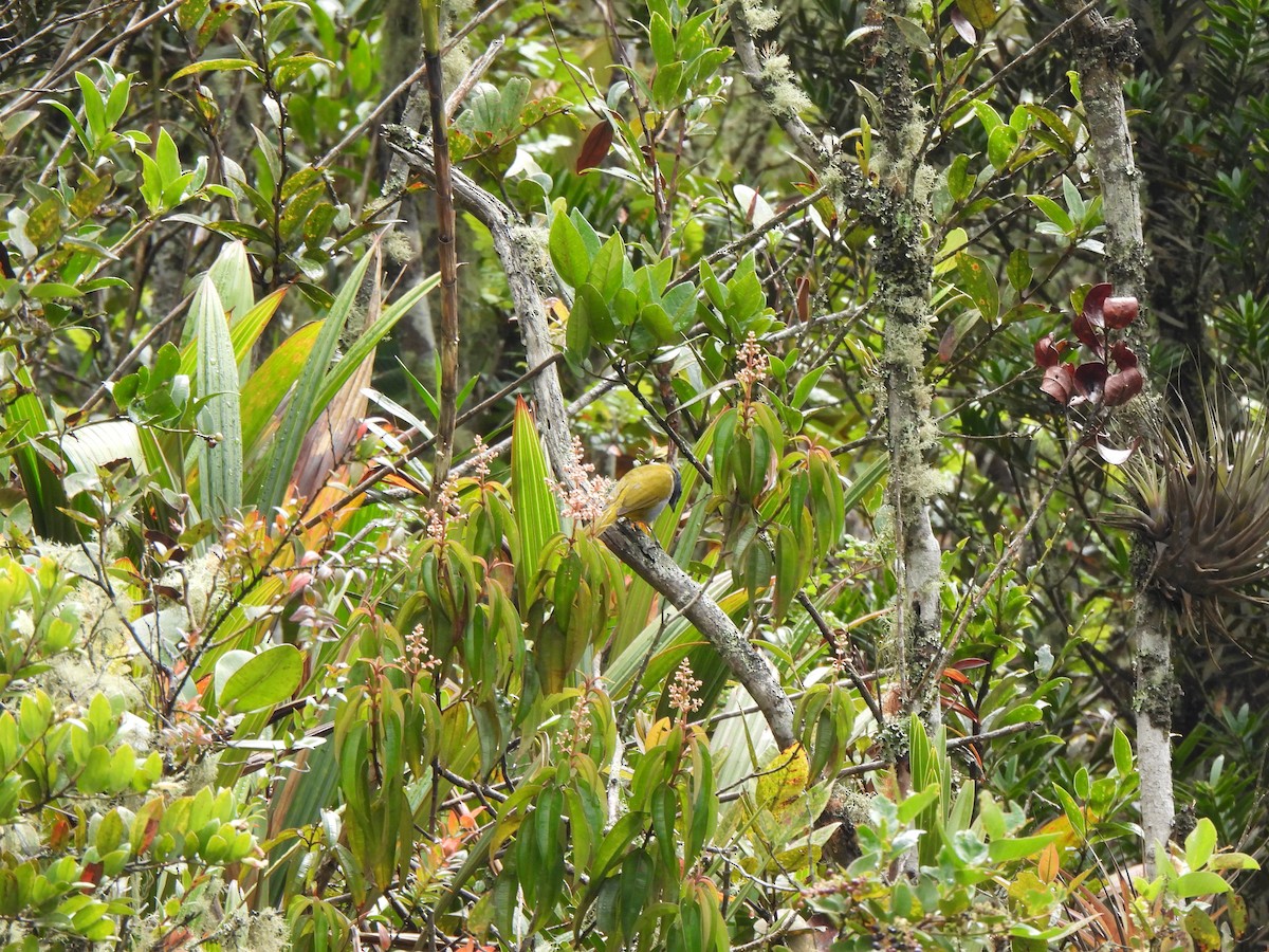 Blue-capped Tanager - ML620624160