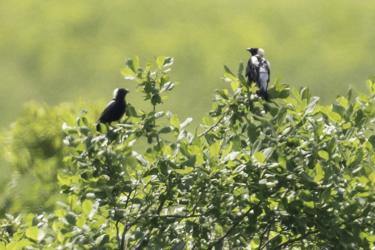 Bobolink - ML620624167