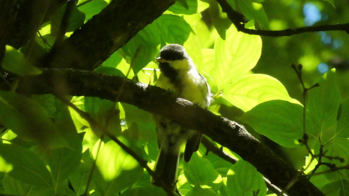 Great Tit - ML620624168