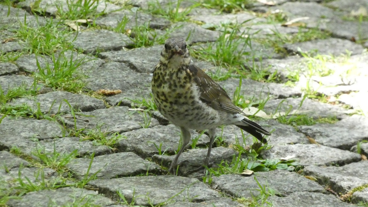 Fieldfare - ML620624170