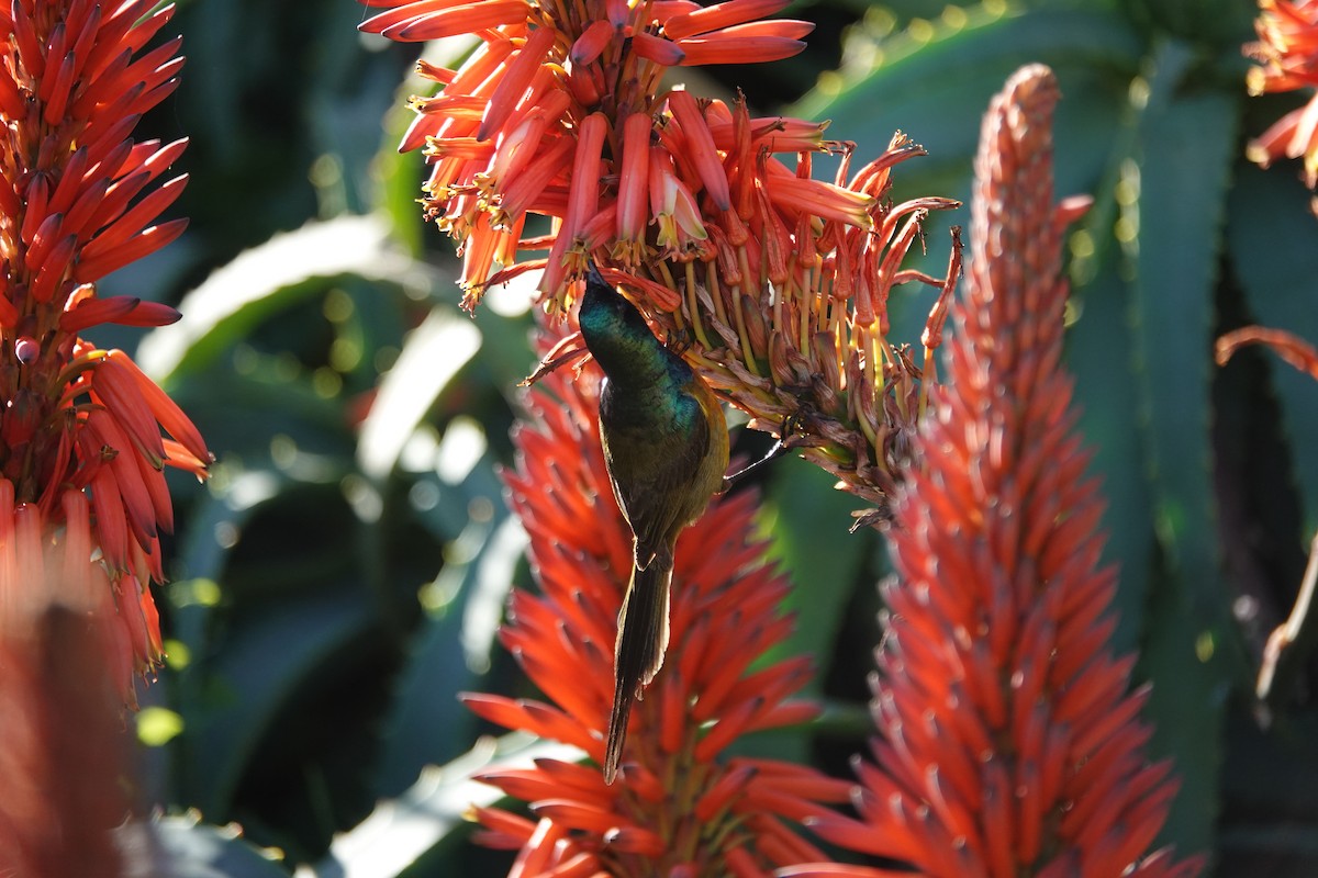 Orange-breasted Sunbird - ML620624179