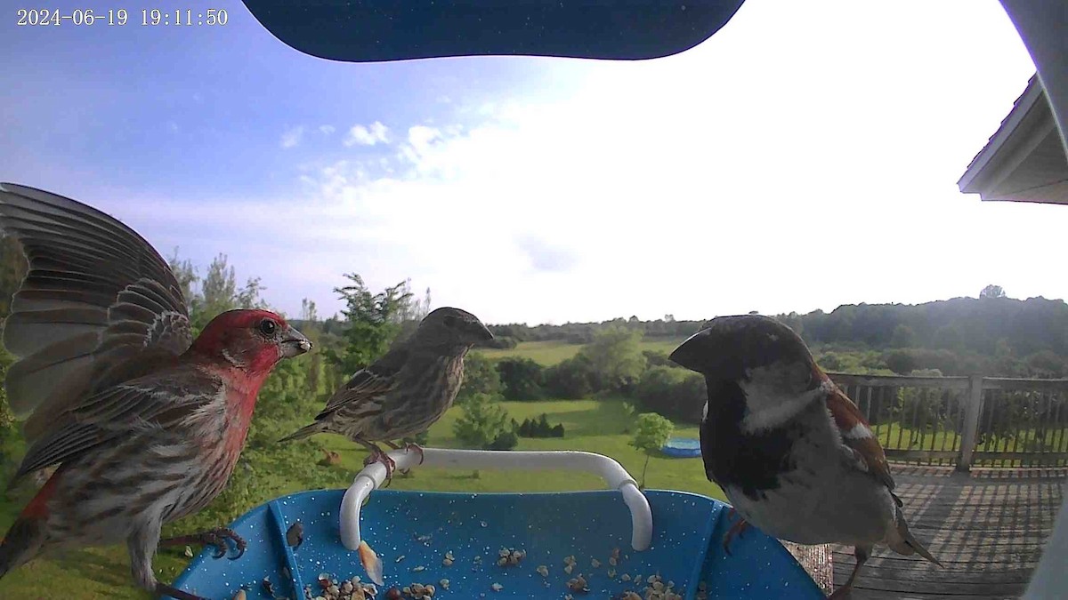 House Finch - ML620624181