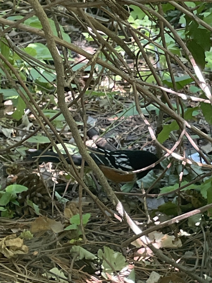 Spotted Towhee - ML620624182