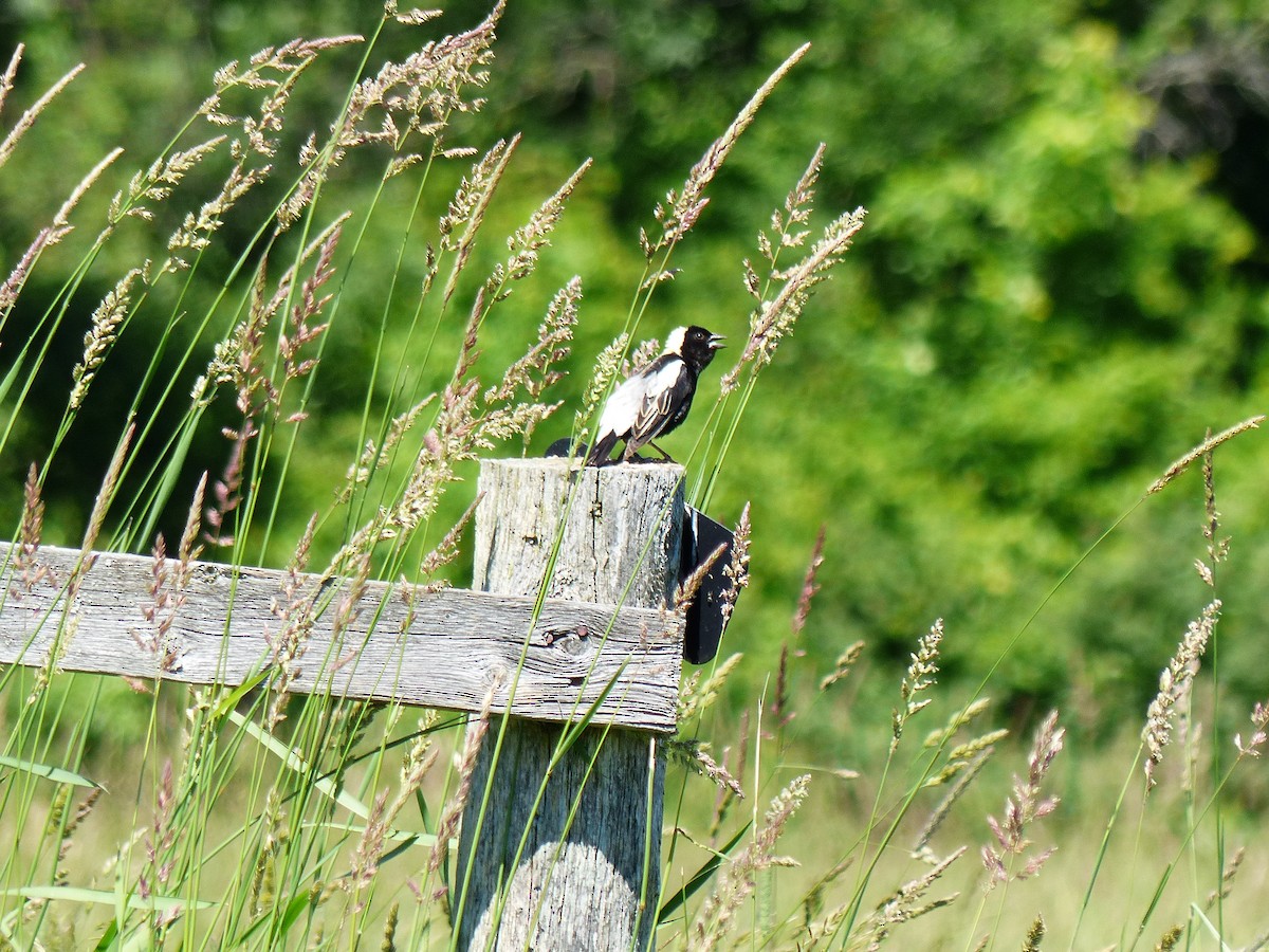 bobolink americký - ML620624187