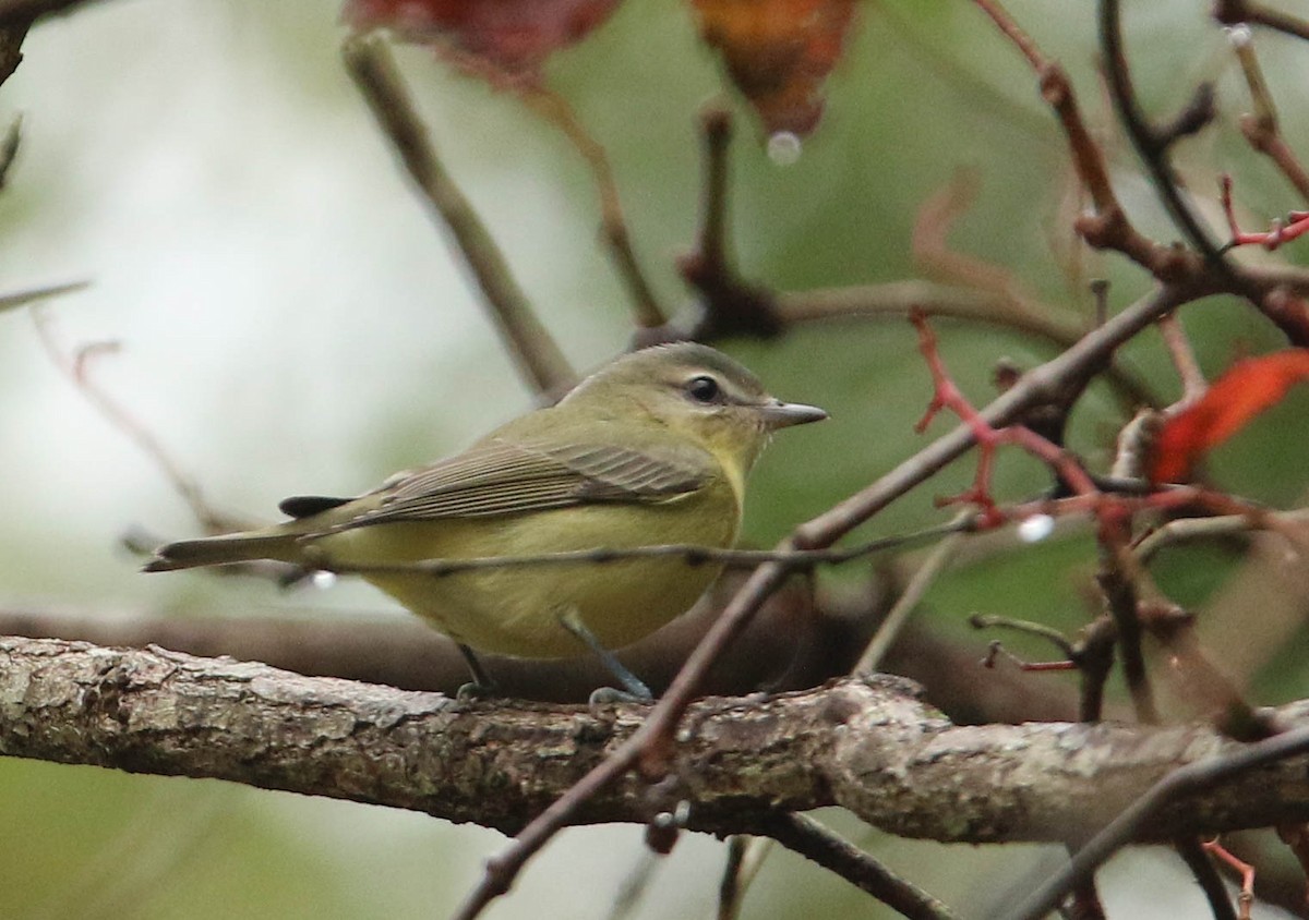 Vireo de Filadelfia - ML620624189