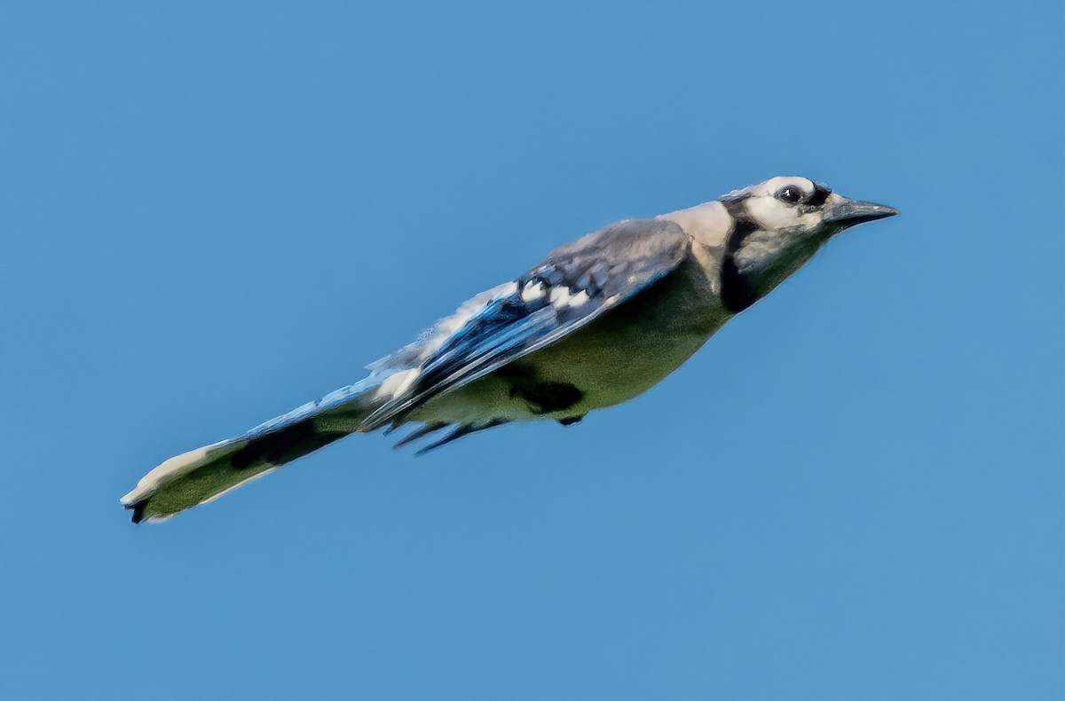 Blue Jay - ML620624194